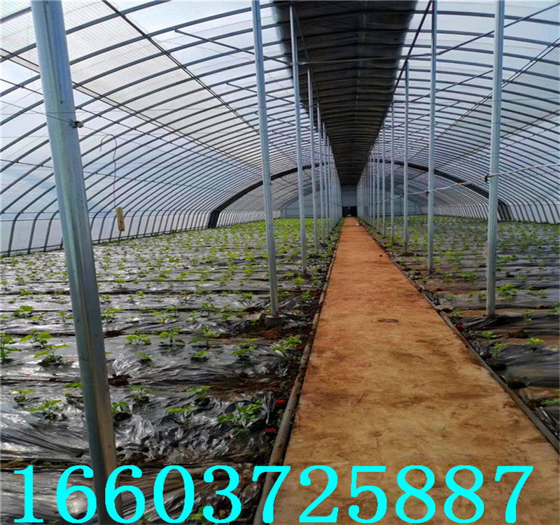 温室大棚31