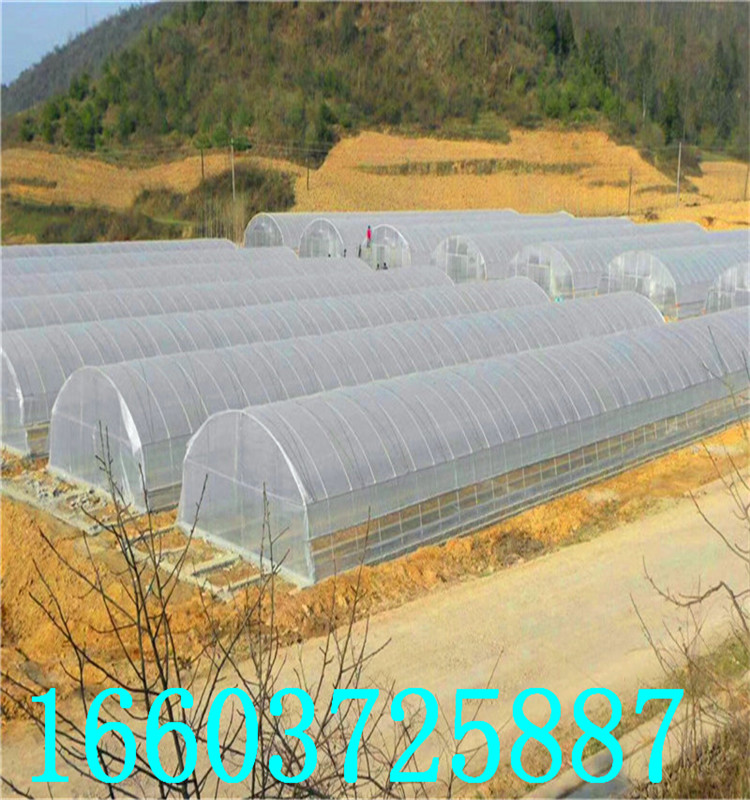 蔬菜大棚8