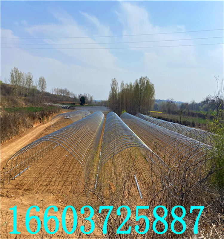 蔬菜大棚11
